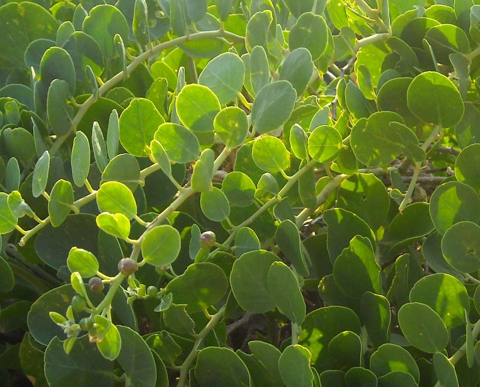 Cappero comune (Capparis spinosa)